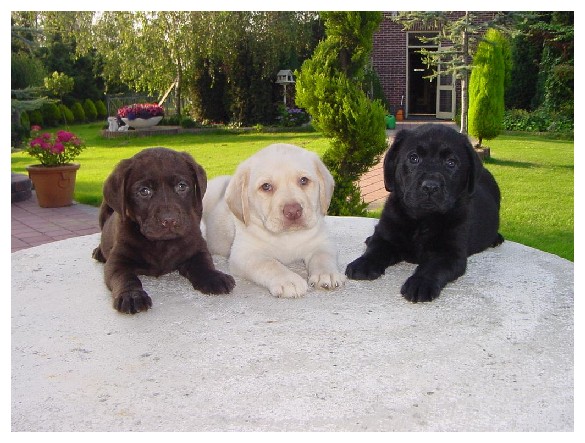 Három pici édes Labrador